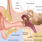 come funziona l'orecchio