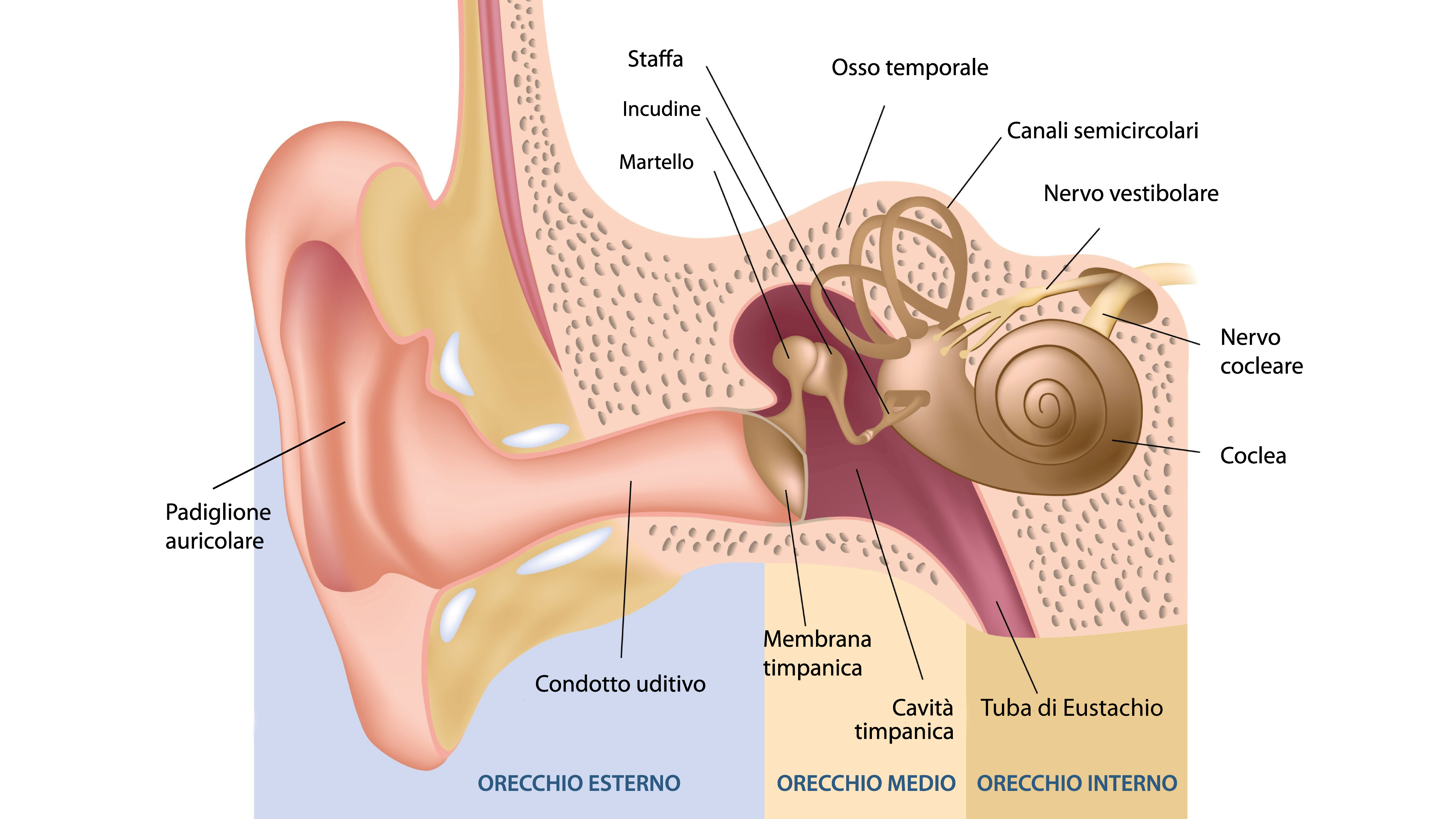 come funziona l'orecchio